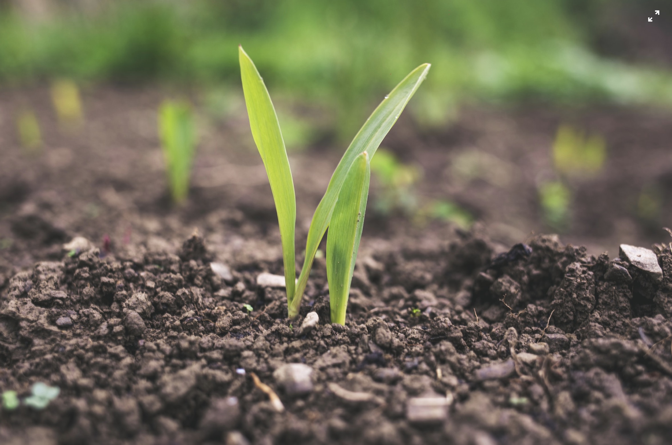 VERMICOMPOST